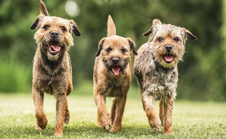 Border Terrier